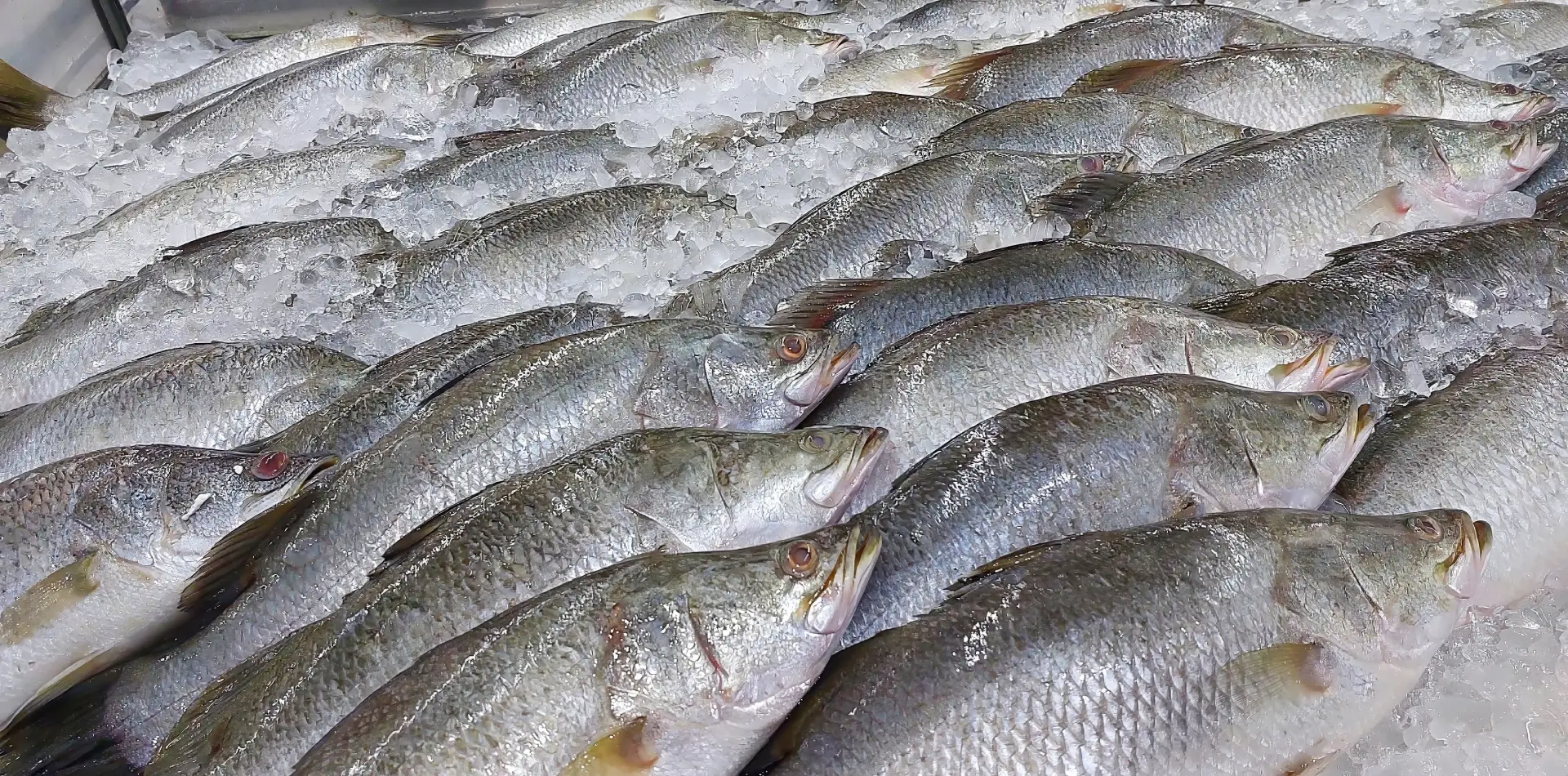 Boat Cut Barramundi